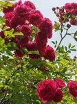 20200527_120835.jpg