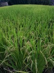 20200930_172516.jpg